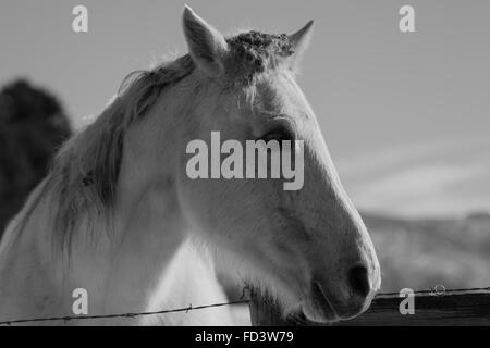 Un couple de chevaux gris dans un champ neigeux à Aspen, Colorado Banque D'Images