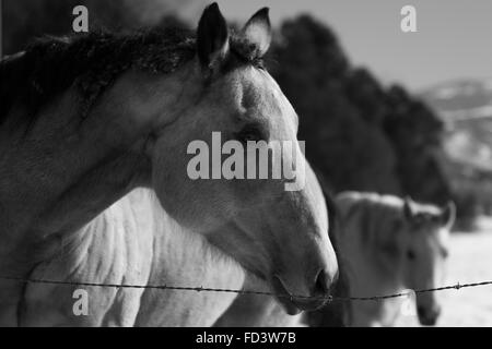 Un couple de chevaux gris dans un champ neigeux à Aspen, Colorado Banque D'Images