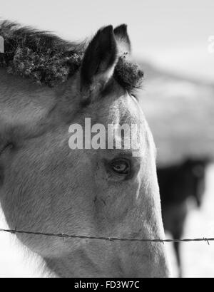 Un couple de chevaux gris dans un champ neigeux à Aspen, Colorado Banque D'Images