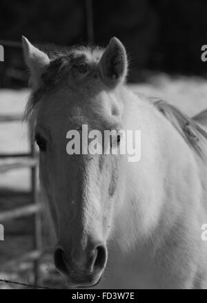 Un couple de chevaux gris dans un champ neigeux à Aspen, Colorado Banque D'Images