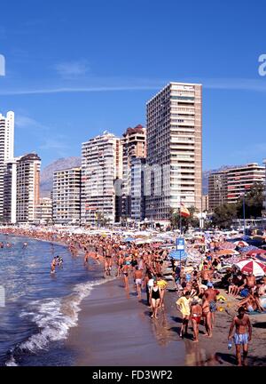 Afficher le long de la plage bondée avec des hôtels à l'arrière, Benidorm, Costa Blanca, province de Valence, Espagne, Europe de l'Ouest. Banque D'Images