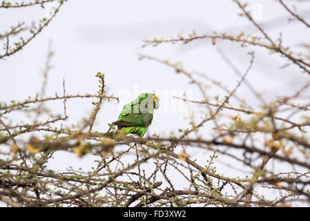 Une Amazone à front jaune perché. Un Éthiopien endémique et l'un d'un troupeau de plus de 20 vu Banque D'Images