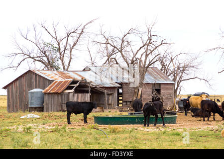 Vieille maison et faire tomber entre les arbres morts entourée par le bétail Ranch, Texas Panhandle près de Amarillo, Texas, United Stat Banque D'Images