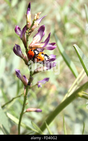 Glycyrrhiza glabra, réglisse, herbacée vivace à feuilles composées pennées, fleurs blanches à pourpre, racines arôme de rendement Banque D'Images