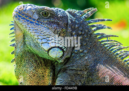 Close up of a green iguana (Iguana iguana) d'épines et de Fanon photographié dans le Parque de las Iguanas, Guayaquil, Équateur Banque D'Images