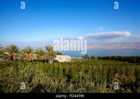 Israël, basse Galilée paysage, surplombant la mer de Galilée photographiés de Poria Illit Banque D'Images