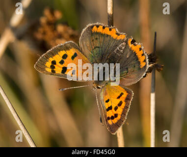 Petit papillon en cuivre Lycaena phlaeas sur roseaux, Royaume-Uni Banque D'Images