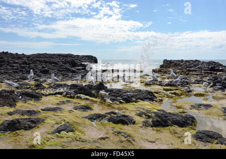 Les mouettes et les algues sur les rochers de basalte sur l'arrière plage près de Wyalup Rocky Point à Bunbury, Australie occidentale Banque D'Images