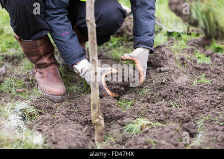 Un jardinier plante un arbre dans un parc urbain Banque D'Images