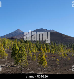 Le Mont Teide et Pico Viejo s'élever au-dessus des arbres dans le Parc National du Teide sur Tenerife, Espagne. Banque D'Images