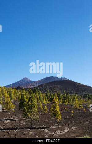 Le Mont Teide et Pico Viejo s'élever au-dessus des arbres dans le Parc National du Teide sur Tenerife, Espagne. Banque D'Images