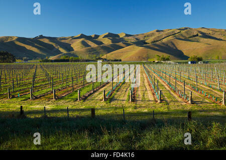 Vignoble et se fanent Hills, près de Blenheim, Marlborough, île du Sud, Nouvelle-Zélande Banque D'Images