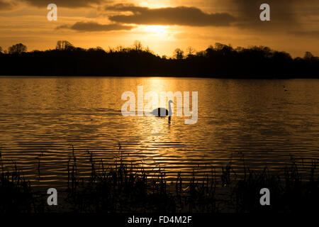 Ellesmere, Shropshire, au Royaume-Uni. 28 janvier, 2016. Météo France, Ellesmere, UK. 28 janvier 2015. Un cygne sur le simple au lever du soleil à Ellesmere, Shropshire, au Royaume-Uni. Crédit : Mike Hayward/Alamy Live News Banque D'Images