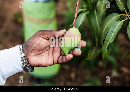 Un agriculteur kenyan détient un jeune mango poussant sur un arbre à l'Smallcale Kawala agriculteurs horticoles partie de l'alimentation l'avenir Innovation Group 13 mai 2014 dans le comté de Makueni, au Kenya. Banque D'Images