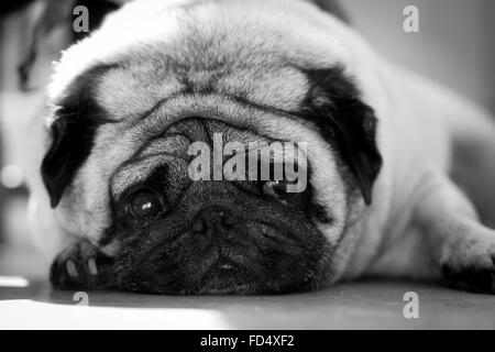 Un mignon pug à jusqu'à l'appareil photo. Banque D'Images