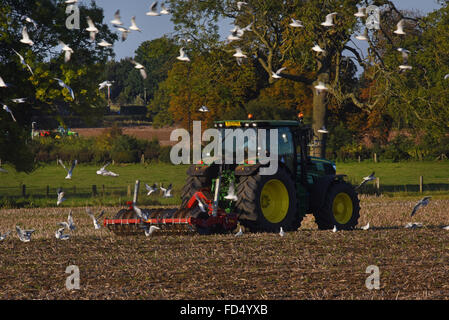 Goélands après agriculteur cultivant le sol prêt pour l'ensemencement york Royaume-Uni Banque D'Images