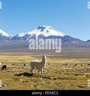 Paysage de la Cordillère des Andes, avec volcan recouvert de neige dans l'arrière-plan, et d'un groupe de lamas le pâturage dans les highlands. Banque D'Images