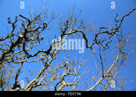 Arbre en hiver. Banque D'Images
