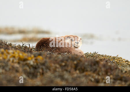 La loutre d'Europe reposant sur un lit d'algues (Lutra lutra) Ecosse, Royaume-Uni Banque D'Images