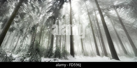 Forêt enneigée avec lumière magique en hiver, les rayons de lumière blanche qui tombent à travers le brouillard Banque D'Images