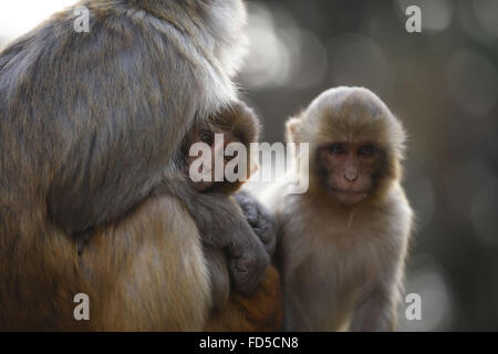 Le 28 janvier 2016 - Katmandou, Népal - Un bébé est protégé par sa mère à l'intérieur du Swayambhunath Stupa locaux à Katmandou, Népal le jeudi 28 janvier, 2016. Swayambhunath Stupa est aussi appelé le 'Monkey Temple' cause des centaines de singes qui galopent autour du temple. (Crédit Image : © Gautam Skanda via Zuma sur le fil) Banque D'Images