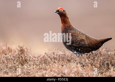 Lagopède des saules (Lagopus lagopus scotica) mâle adulte dans la lande de bruyère au printemps, Yorkshire, Angleterre Banque D'Images