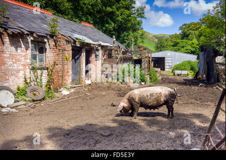 Petite ferme de la famille en désordre, différentes espèces d'animaux de ferme flânerie sur de très petites exploitations désordonnées. Banque D'Images