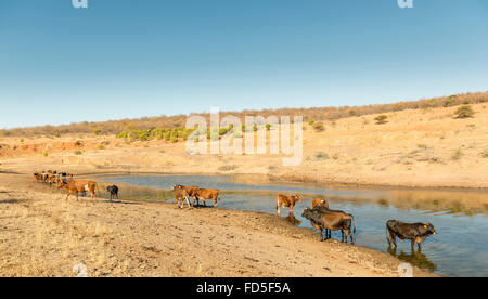 Les bovins broutent près d'un point d'eau à sec et chaud au Botswana, l'Afrique Banque D'Images