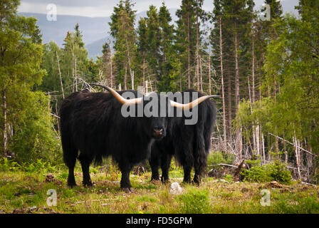 Deux taureaux, Highland cattle (Bos primigenius taurus), se tenait la tête à la queue à l'orée d'une forêt, de l'Écosse Banque D'Images