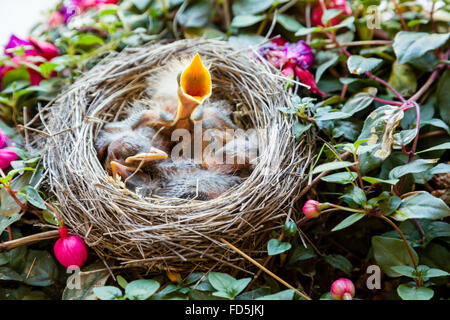 Robins bébé dans un nid, qui a été construit dans une belle floraison bush. Banque D'Images