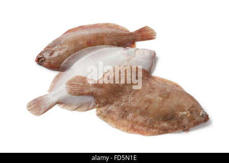 Matières premières fraîches poissons limande-sole sur fond blanc Banque D'Images