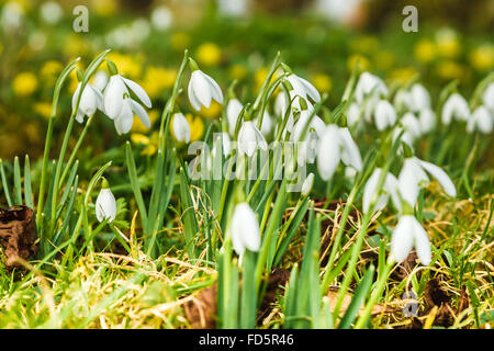 Rutland, UK., 28 janvier 2016. Perce-neige hiver Aconites et apparaissant un peu plus tôt que la normale dans le comté de Rutland en raison de l'hiver plus chaud que d'habitude. Ces deux fleurs habituellement annoncer la fin de l'hiver et l'arrivée du printemps Crédit : Jim Harrison/Alamy Live News Banque D'Images