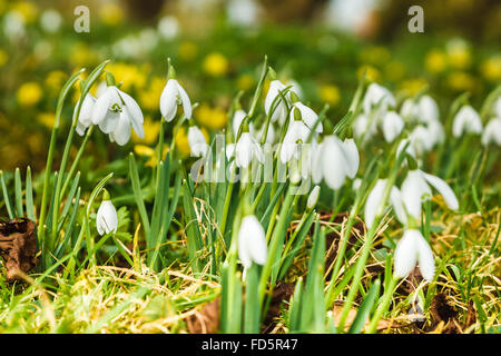 Rutland, UK., 28 janvier 2016. Perce-neige hiver Aconites et apparaissant un peu plus tôt que la normale dans le comté de Rutland en raison de l'hiver plus chaud que d'habitude. Ces deux fleurs habituellement annoncer la fin de l'hiver et l'arrivée du printemps Crédit : Jim Harrison/Alamy Live News Banque D'Images