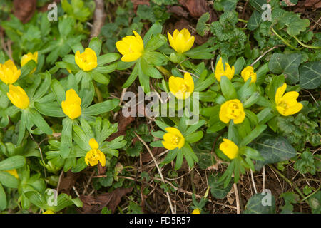 Rutland, UK., 28 janvier 2016. Perce-neige hiver Aconites et apparaissant un peu plus tôt que la normale dans le comté de Rutland en raison de l'hiver plus chaud que d'habitude. Ces deux fleurs habituellement annoncer la fin de l'hiver et l'arrivée du printemps Crédit : Jim Harrison/Alamy Live News Banque D'Images