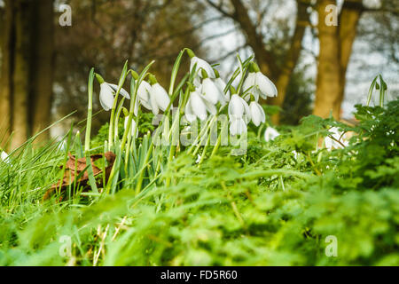 Rutland, UK., 28 janvier 2016. Perce-neige hiver Aconites et apparaissant un peu plus tôt que la normale dans le comté de Rutland en raison de l'hiver plus chaud que d'habitude. Ces deux fleurs habituellement annoncer la fin de l'hiver et l'arrivée du printemps Crédit : Jim Harrison/Alamy Live News Banque D'Images