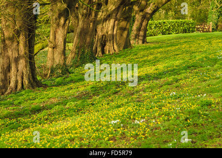 Rutland, UK., 28 janvier 2016. Perce-neige hiver Aconites et apparaissant un peu plus tôt que la normale dans le comté de Rutland en raison de l'hiver plus chaud que d'habitude. Ces deux fleurs habituellement annoncer la fin de l'hiver et l'arrivée du printemps Crédit : Jim Harrison/Alamy Live News Banque D'Images