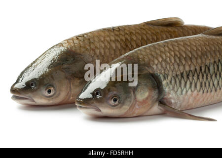 Paire de carpes communes frais sur fond blanc Banque D'Images