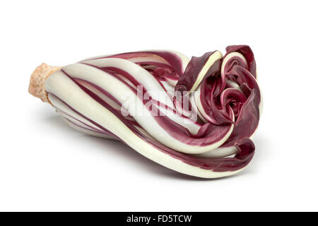 Le radicchio Rosso di Treviso sur fond blanc Banque D'Images