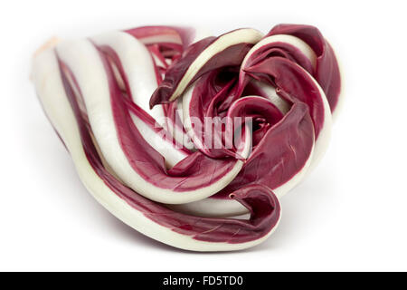 Le radicchio Rosso di Treviso sur fond blanc Banque D'Images