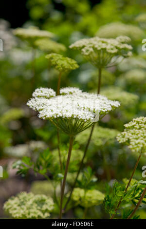 Floraison blanche Lune Carotte Banque D'Images