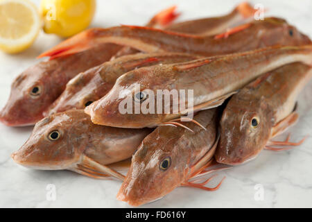 Pile de poissons grondin rouge frais Banque D'Images