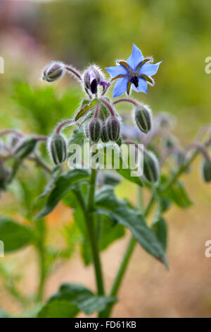 Floraison bleue la trientale boréale dans le jardin Banque D'Images
