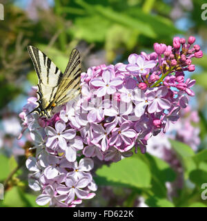 Butterfly est assis sur une journée de printemps en fleurs lilas Banque D'Images