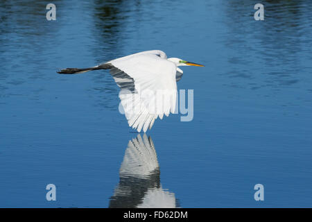 Grande aigrette (Ardea alba) volant bas au-dessus de l'eau Banque D'Images