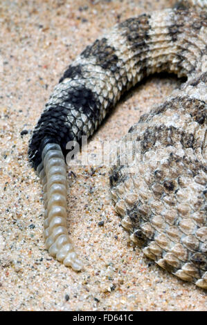 Le crotale cornu (Crotalus cerastes / Sidewinder) close up of queue rattle fait de kératine, sud-ouest des États-Unis Banque D'Images