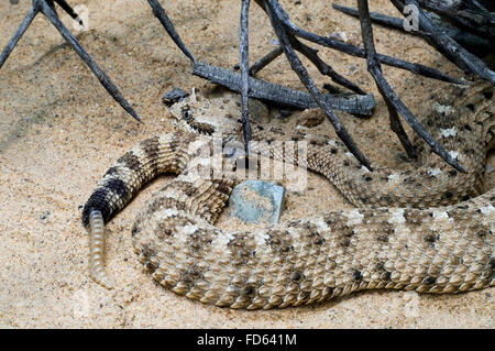 Le crotale cornu / Sidewinder crotale de l'Ouest (Crotalus cerastes) close up of queue hochet, originaire de déserts de l'USA et le Mexique Banque D'Images