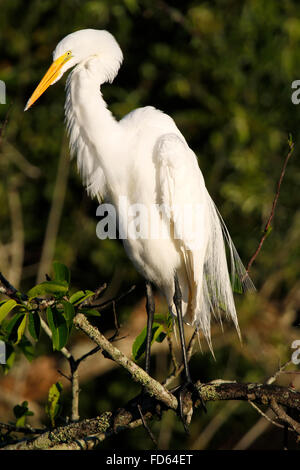 Grande aigrette (Ardea alba) près du nid Banque D'Images