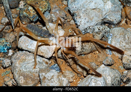 Solifugid / spider soleil / vent Eremochelis bilobatus (scorpion) s'alimenter dans desert, Arizona Banque D'Images