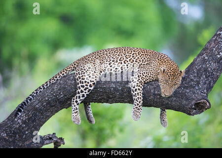 Leopard dormir sur une branche Banque D'Images