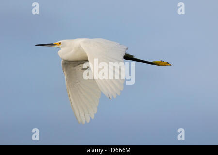 Aigrette neigeuse (Egretta thula) en vol Banque D'Images